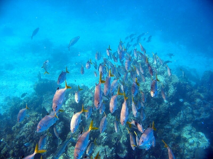 Herd Of Fish