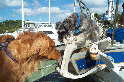 Boat dogs