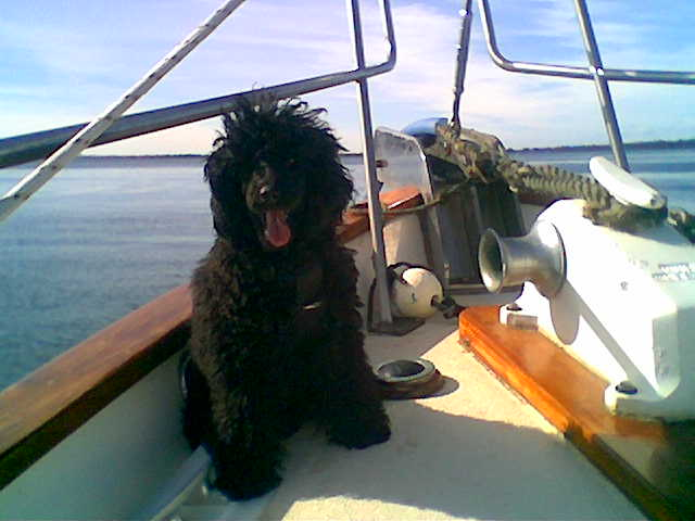 Seagoing Poodle
