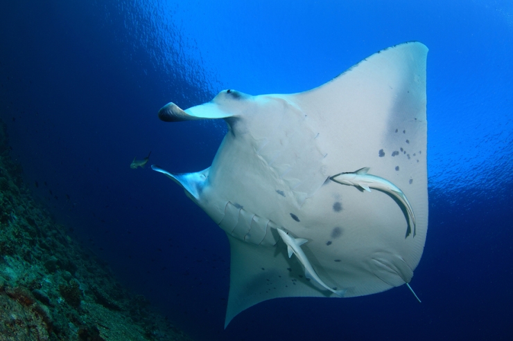 Manta Ray - Maldives