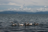 Lago Izabal, Guatemala