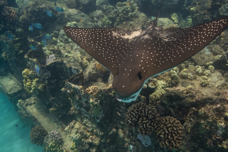 Spotted Eagle Ray