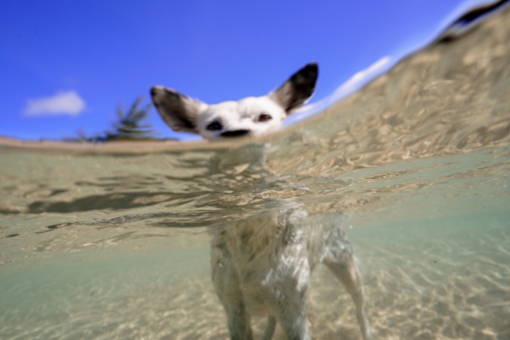 Lagoon Cattle Dog