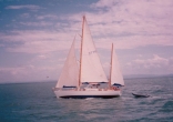 Petani Sailing