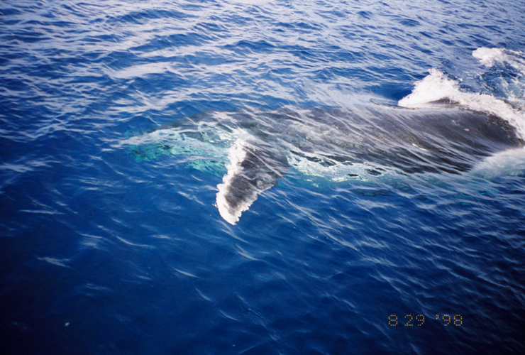 Whale In Tonga