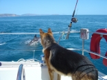 Dog with Dolphins