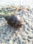 Hermit Crab At Choctawhatchee Bay In Sandestin, Florida