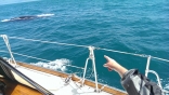 Whale Off Starboard Side