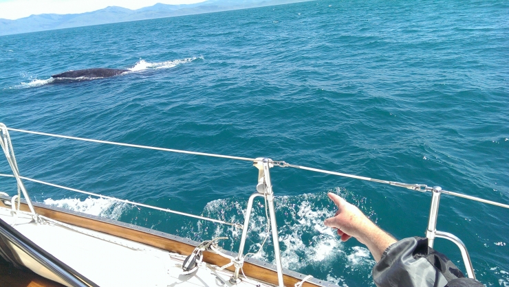 Whale Off Starboard Side