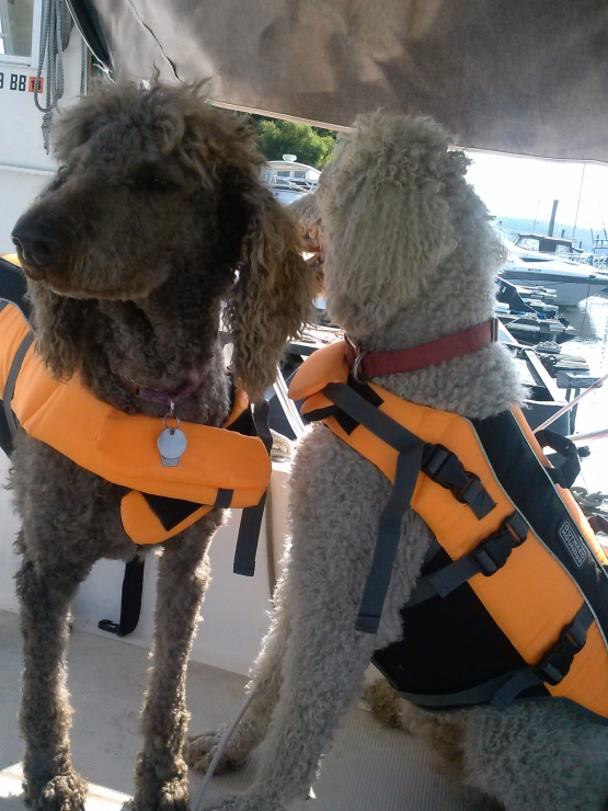 Tess And Daisey On Seafever