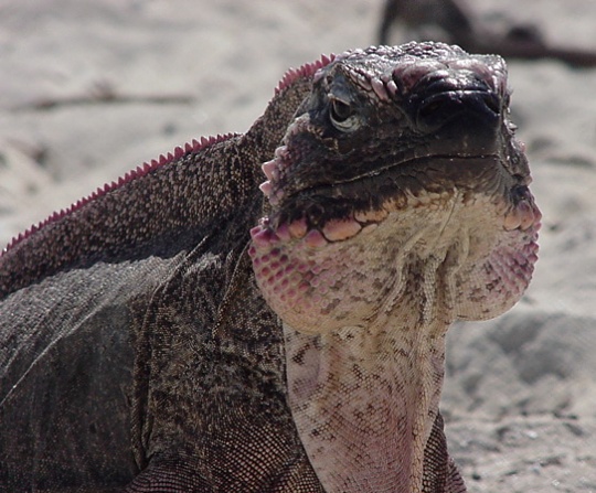 Iguana