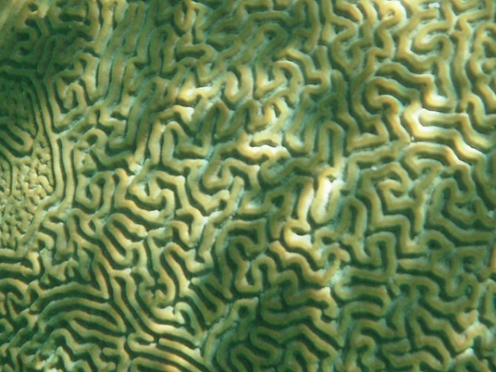 Brain Coral