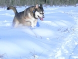 My First Mate -nikita Alaskan Husky