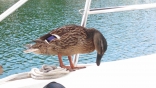 Inspecting The Boat