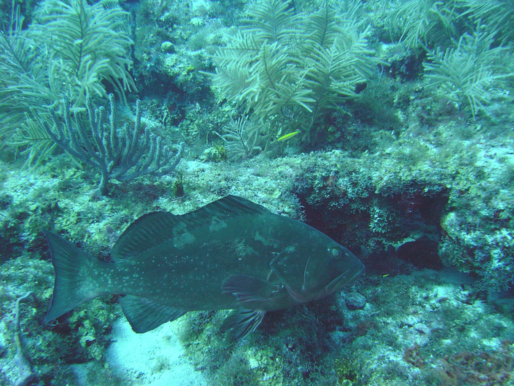 black grouper