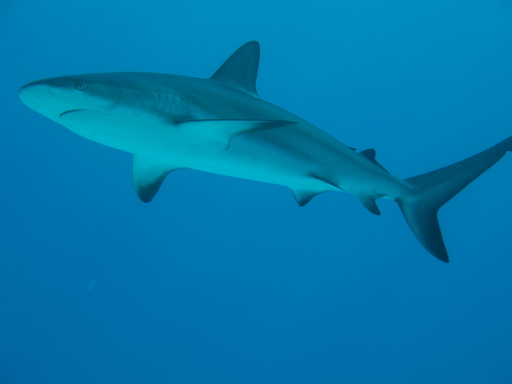 reef shark