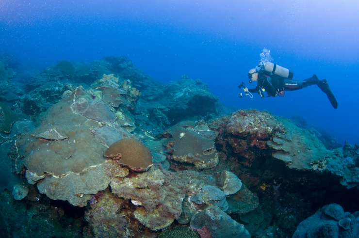 Diving The Flower Garden Banks