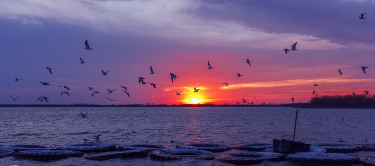 Sunset And Seagulls, Lake Lewisville, Texas