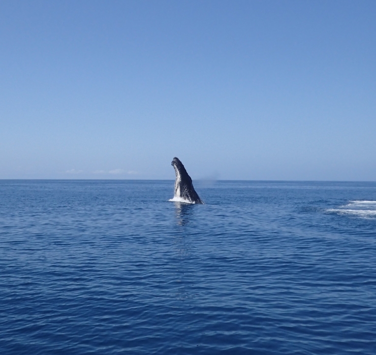 Whale Playing Around