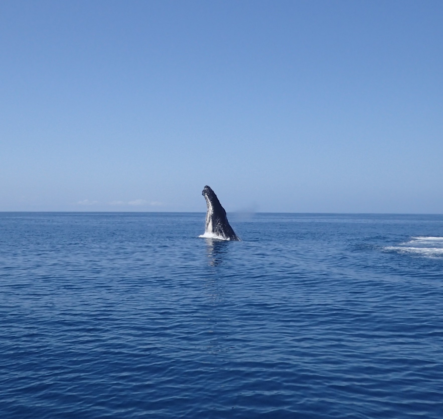 Whale Playing Around