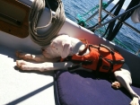 Ruedii Relaxing After A Long Sail.