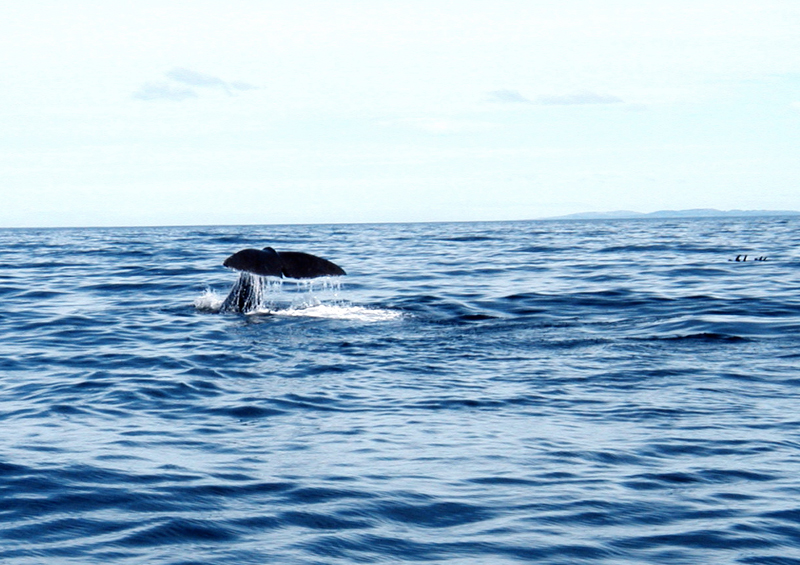 diving sperm whale