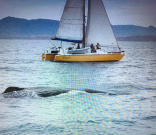Solecito Passing Sperm Whale