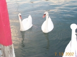 Swans