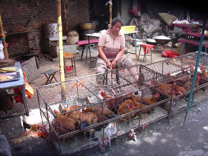 Chicken Market In Jining, China.