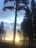 Sunrise Through The Trees, Finland