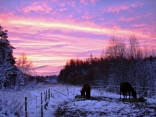 Horses In A Sunrise...