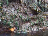 Eagle Harbour, Cypress Island