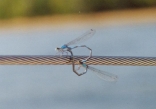 Dragonfly Love