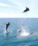 Dolphin Leaping