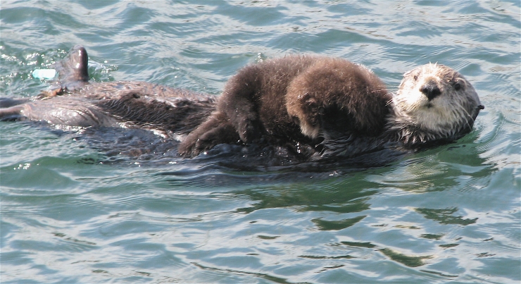 Otter Pup