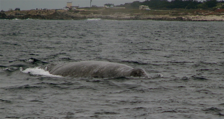 Gray Whale