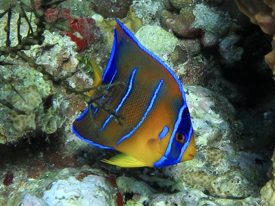 Juvenile Angelfish