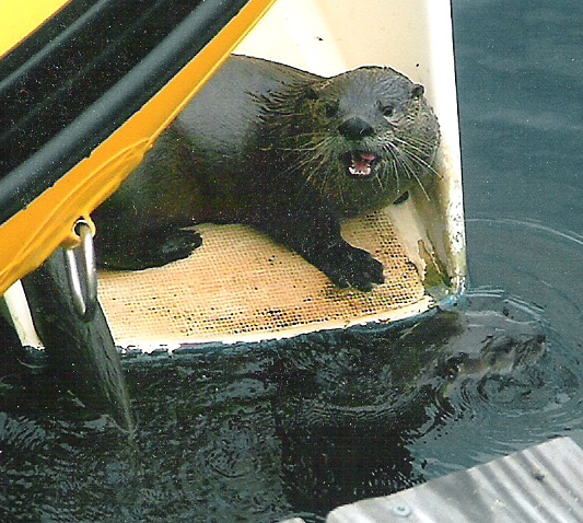 River Otters on Sugar Scoop