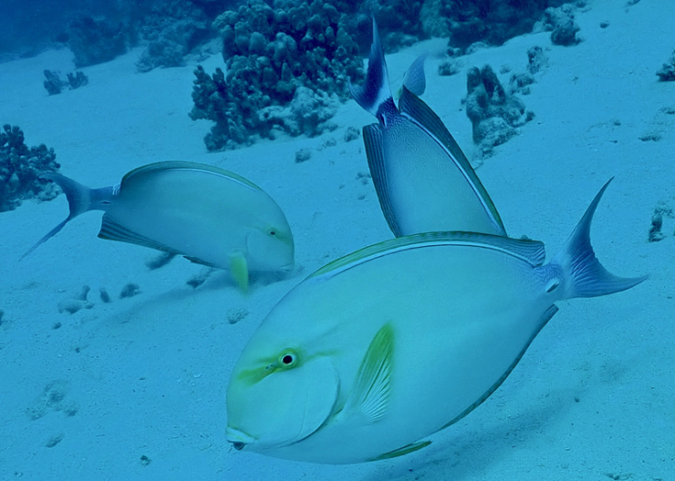 Last Month From Various Beach Dive Spots Around The Big Island