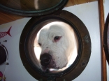 Porthole Puppy