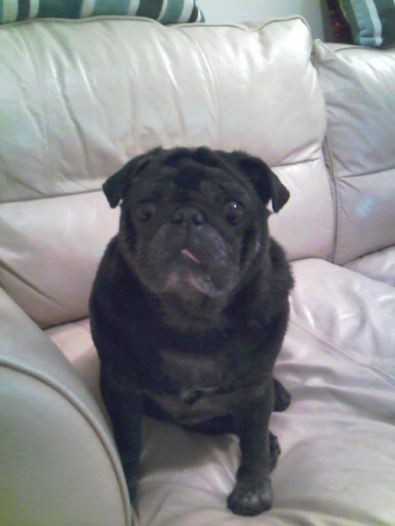 Fred The Old Pug