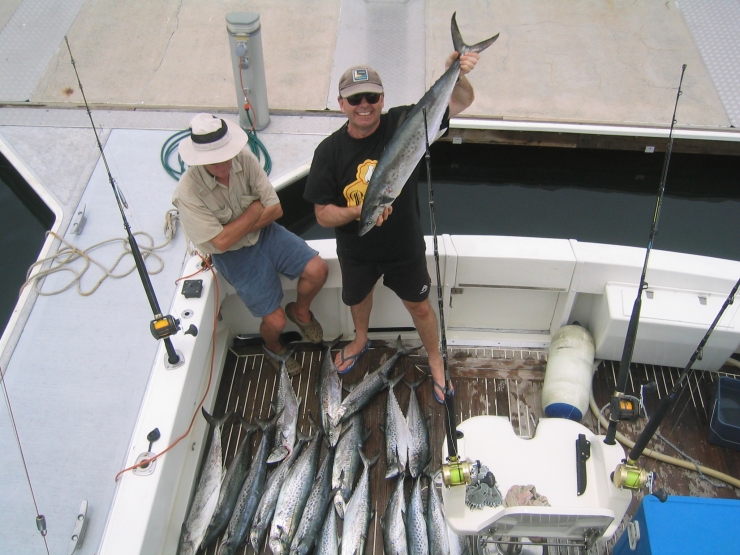 Spotted Mackeral From The Gold Coast Qld Australia