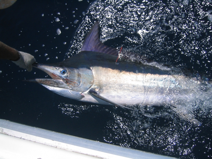 Tag & Release Black Marlin Queensland Australia