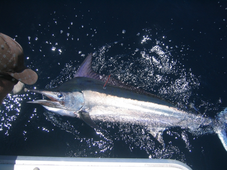 Tag & Release Black Marlin Queensland Australia