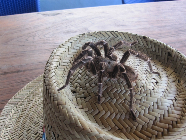 Tarantula On Toddy's Hat