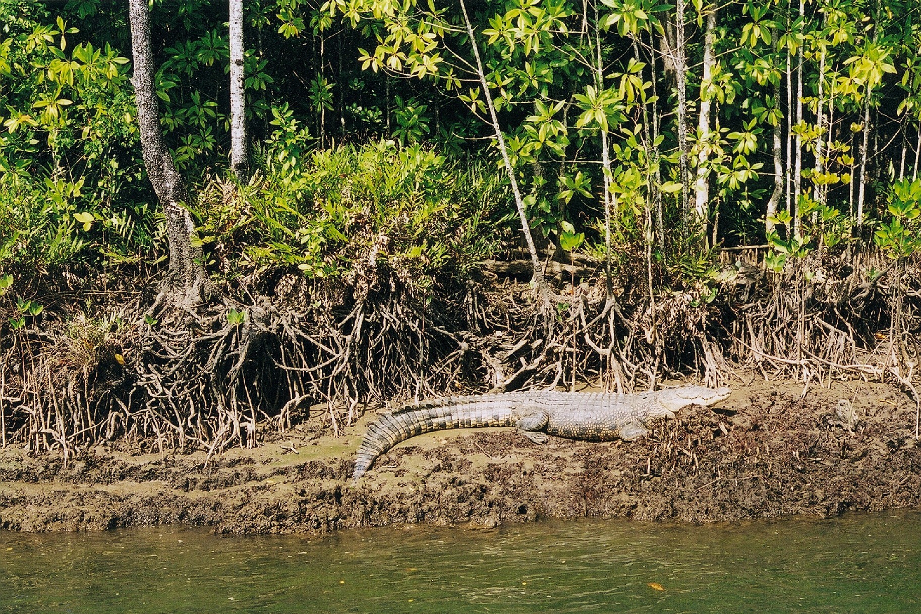 Swamp Dogs in the Daintree river, "CRIKEY"