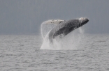 Humpback, Bucarelli Bay