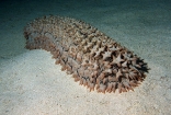 Sea Cucumber On Bottom Of Coral Sea