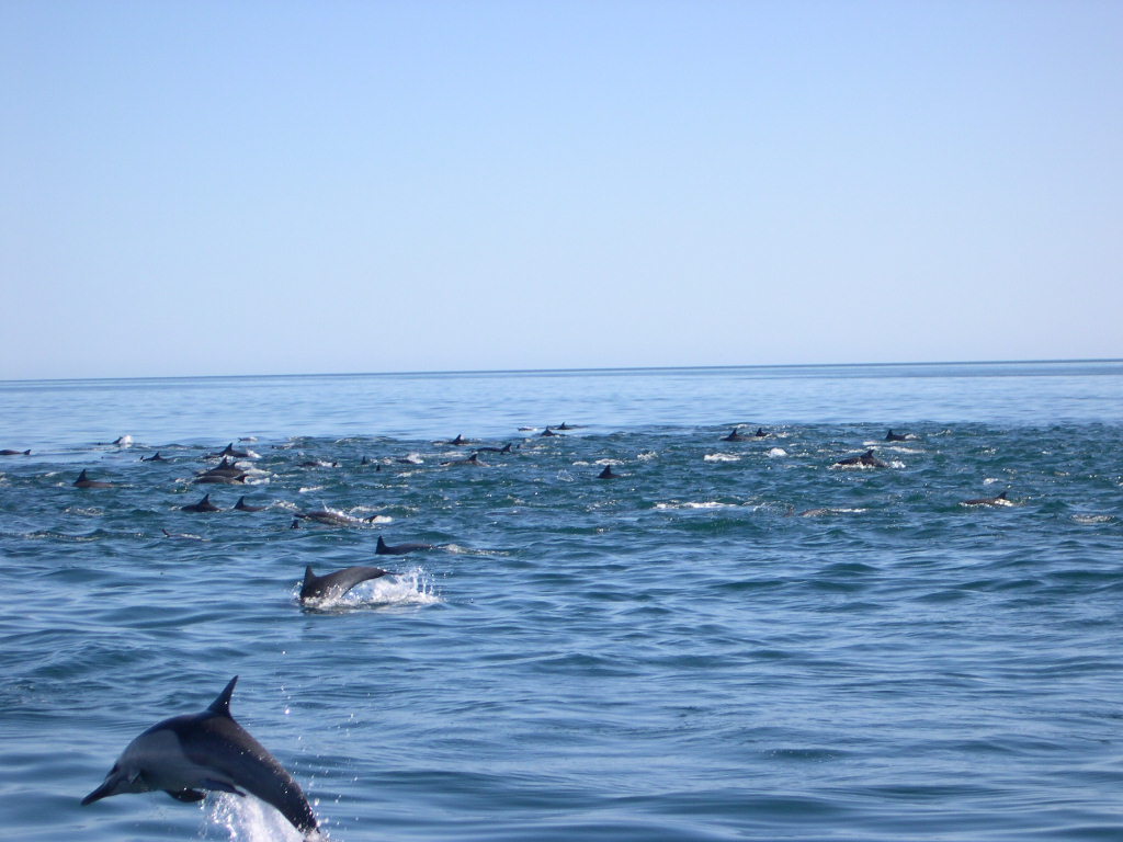 Dolphins near Loreto Mexico