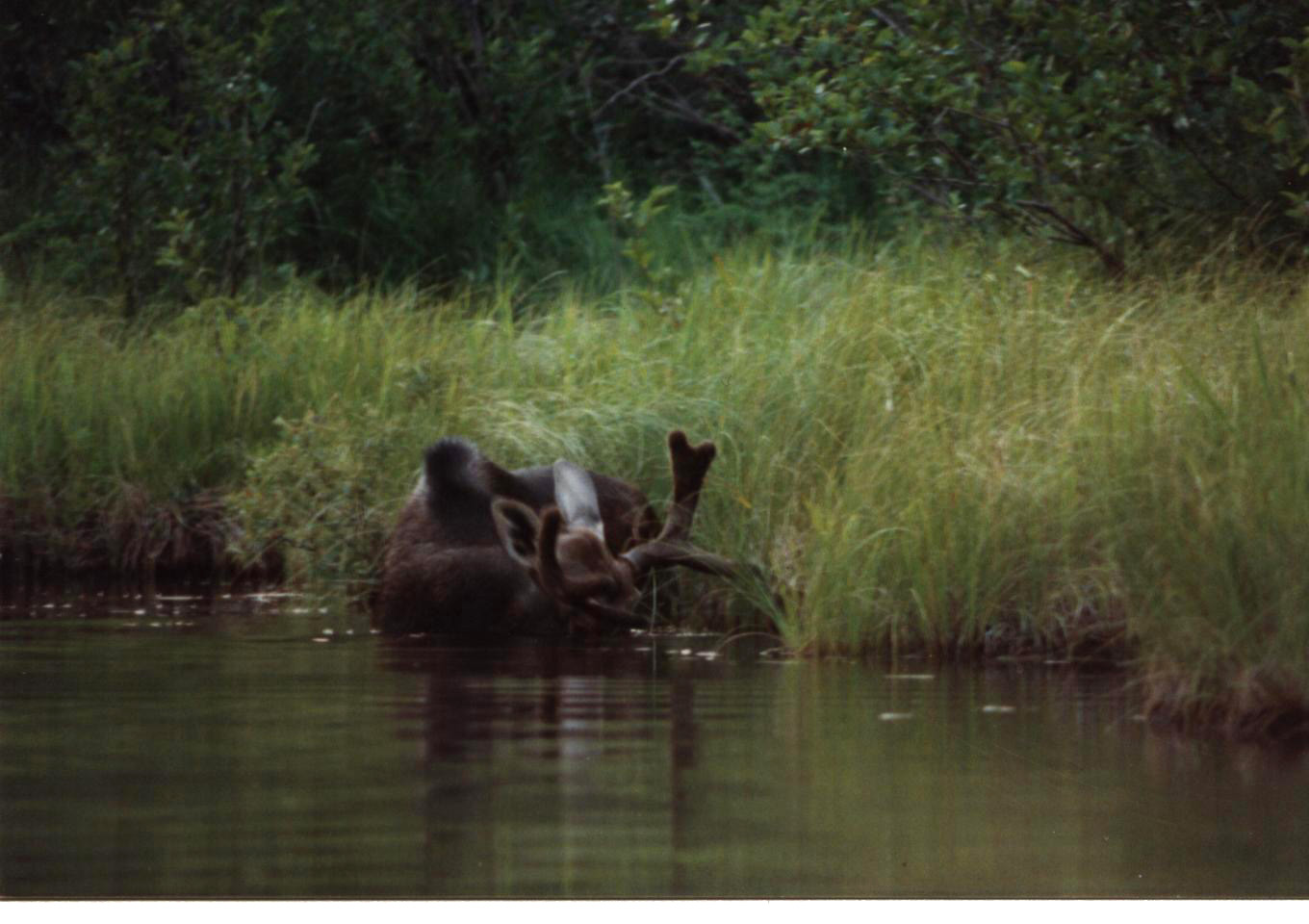 Moose encounter on Isle Royal Lake Superior